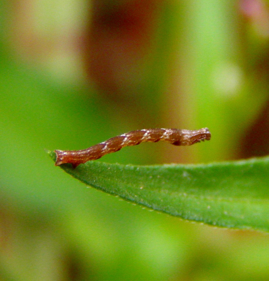 Geometride sulla Persicaria